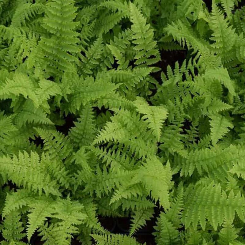 Athyrium filix-femina ---